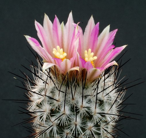 Gymnocactus_mandragora_1